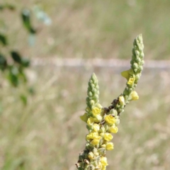 Verbascum thapsus subsp. thapsus (Great Mullein, Aaron's Rod) at Blue Gum Point to Attunga Bay - 22 Jan 2022 by ConBoekel