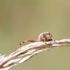 Araneus hamiltoni (Hamilton's Orb Weaver) at Yarralumla, ACT - 22 Jan 2022 by ConBoekel