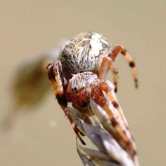 Araneus hamiltoni at Yarralumla, ACT - 22 Jan 2022 02:36 PM