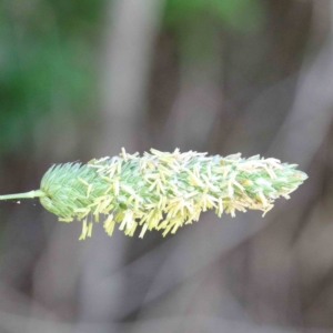 Phalaris aquatica at Yarralumla, ACT - 22 Jan 2022