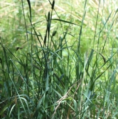 Phalaris aquatica at Yarralumla, ACT - 22 Jan 2022