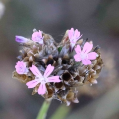 Petrorhagia nanteuilii (Proliferous Pink, Childling Pink) at Blue Gum Point to Attunga Bay - 22 Jan 2022 by ConBoekel