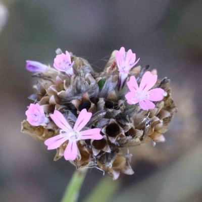 Petrorhagia nanteuilii (Proliferous Pink, Childling Pink) at Yarralumla, ACT - 22 Jan 2022 by ConBoekel