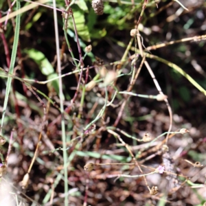 Petrorhagia nanteuilii at Yarralumla, ACT - 22 Jan 2022