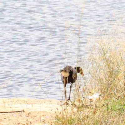 Porphyrio melanotus (Australasian Swamphen) at Blue Gum Point to Attunga Bay - 22 Jan 2022 by ConBoekel