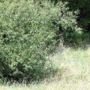 Salix nigra at Yarralumla, ACT - 22 Jan 2022