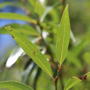 Salix nigra at Yarralumla, ACT - 22 Jan 2022