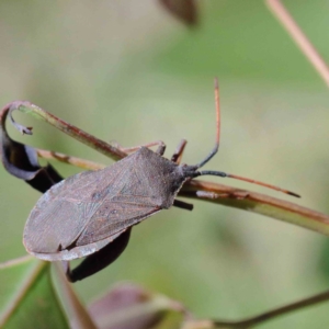 Amorbus sp. (genus) at Yarralumla, ACT - 22 Jan 2022