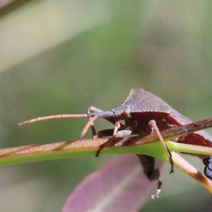 Amorbus sp. (genus) at Yarralumla, ACT - 22 Jan 2022 04:03 PM