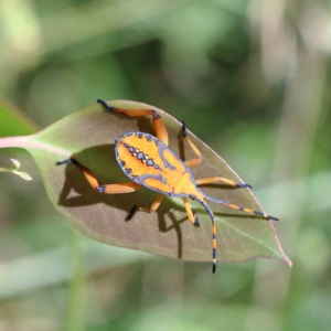 Amorbus sp. (genus) at Yarralumla, ACT - 22 Jan 2022