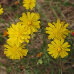 Crepis capillaris (Smooth Hawksbeard) at Hawker, ACT - 27 Jan 2022 by pinnaCLE