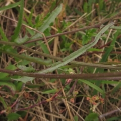 Crepis capillaris at Hawker, ACT - 28 Jan 2022 09:47 AM