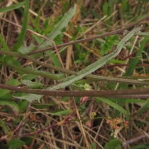 Crepis capillaris at Hawker, ACT - 28 Jan 2022 09:47 AM