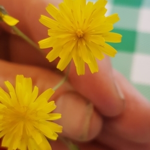 Crepis capillaris at Corrowong, NSW - 22 Jan 2022