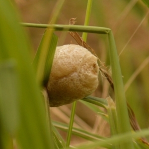 Mantodea (order) at Jerrabomberra, NSW - 3 Feb 2022