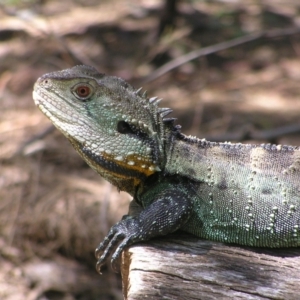 Intellagama lesueurii howittii at Paddys River, ACT - 3 Feb 2022