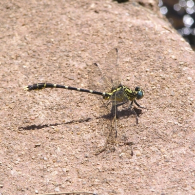 Hemigomphus heteroclytus (Stout Vicetail) at Paddys River, ACT - 3 Feb 2022 by MatthewFrawley