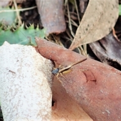 Trigonidium vittaticollis (A sword-tail cricket) at Aranda Bushland - 1 Feb 2022 by CathB