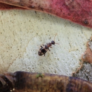 Anthicinae (subfamily) at Molonglo Valley, ACT - 1 Feb 2022