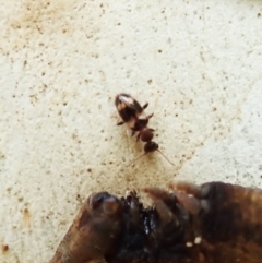 Anthicinae (subfamily) at Molonglo Valley, ACT - 1 Feb 2022 10:10 AM