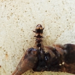 Anthicinae (subfamily) at Molonglo Valley, ACT - 1 Feb 2022 10:10 AM