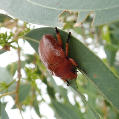 Anoplognathus sp. (genus) (Unidentified Christmas beetle) at Mount Painter - 31 Jan 2022 by CathB