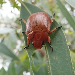 Anoplognathus sp. (genus) at Cook, ACT - 1 Feb 2022