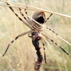 Neosparassus calligaster at Cook, ACT - 27 Jan 2022