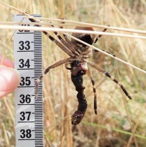 Neosparassus calligaster at Cook, ACT - 27 Jan 2022