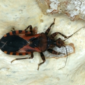 Noualhierana sp. (genus) at Bango, NSW - 3 Feb 2022 01:34 PM