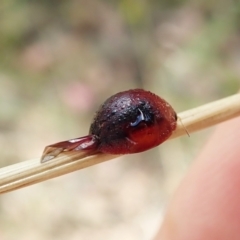 Dicranosterna immaculata (Acacia leaf beetle) at Aranda Bushland - 1 Feb 2022 by CathB