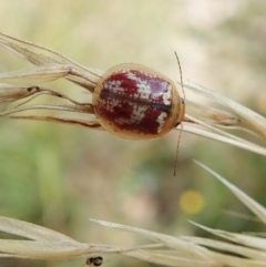 Paropsisterna sp. ("Ch11" of DeLittle 1979) (A leaf beetle) at Aranda Bushland - 1 Feb 2022 by CathB