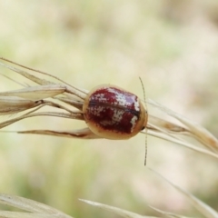 Paropsisterna sp. ("Ch11" of DeLittle 1979) at Cook, ACT - 1 Feb 2022