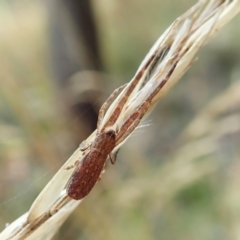 Synalus angustus (Narrow crab spider) at Aranda Bushland - 31 Jan 2022 by CathB