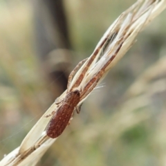 Synalus angustus (Narrow crab spider) at Cook, ACT - 1 Feb 2022 by CathB