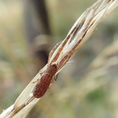 Synalus angustus (Narrow crab spider) at Aranda Bushland - 1 Feb 2022 by CathB