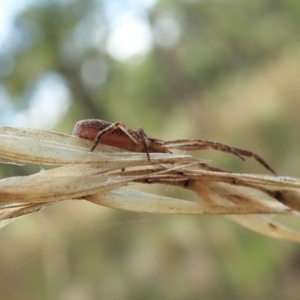 Synalus angustus at Cook, ACT - 1 Feb 2022