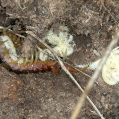 Cormocephalus aurantiipes (Orange-legged Centipede) at Bango, NSW - 3 Feb 2022 by jb2602