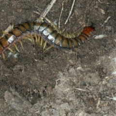 Cormocephalus aurantiipes at Bango, NSW - 3 Feb 2022