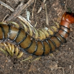 Cormocephalus aurantiipes at Bango, NSW - 3 Feb 2022