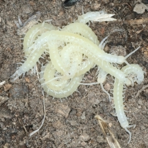 Cormocephalus aurantiipes at Bango, NSW - 3 Feb 2022