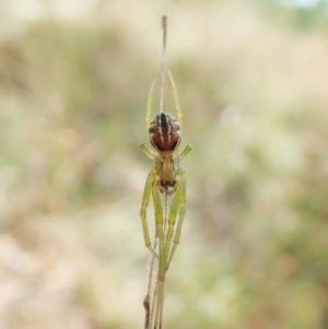 Deliochus sp. (genus) at Cook, ACT - 1 Feb 2022