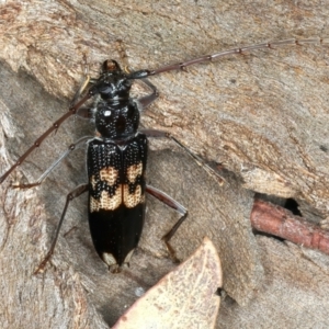 Phoracantha semipunctata at Bango, NSW - 3 Feb 2022 02:03 PM