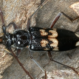 Phoracantha semipunctata at Bango, NSW - 3 Feb 2022 02:03 PM