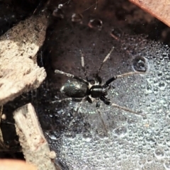 Linyphiidae (family) (Money spider or Sheet-web spider) at Cook, ACT - 1 Feb 2022 by CathB