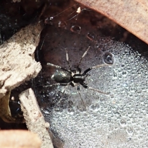 Linyphiidae (family) at Cook, ACT - 1 Feb 2022 11:16 AM