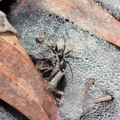 Linyphiidae (family) at Cook, ACT - 1 Feb 2022 11:16 AM