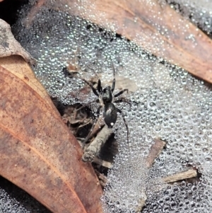 Linyphiidae (family) at Cook, ACT - 1 Feb 2022 11:16 AM