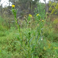 Madia sativa (Tarweed) at Booth, ACT - 4 Feb 2022 by JBrickhill