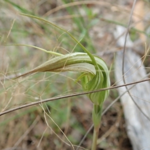 Diplodium ampliatum at Cook, ACT - suppressed